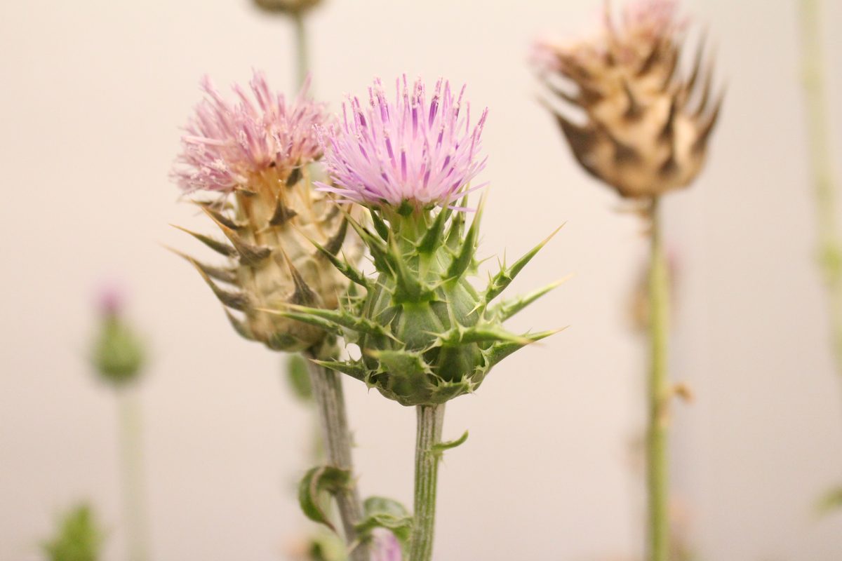 Milk thistle flower photograph